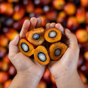 Palm Kernel Exporter in Malaysia – Premium Feed & Biomass Supply